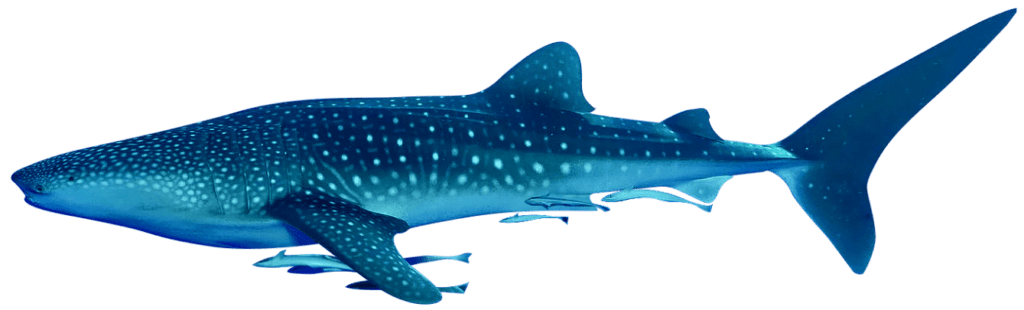 Requin baleine géant