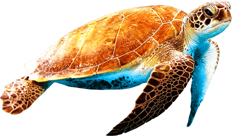 tortue marine sous l'eau