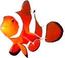 poisson clown dans l'eau