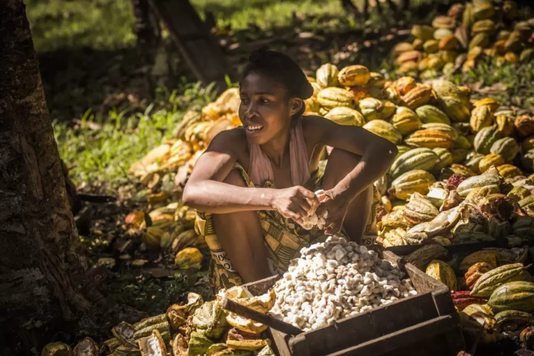 plantations cacao