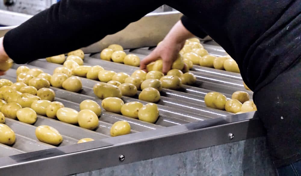 production de pommes de terre